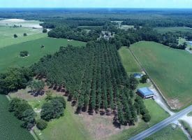 13+/- Acre Estate Lot For Sale in Robeson County NC!