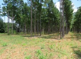 13+/- Acre Estate Lot For Sale in Robeson County NC!