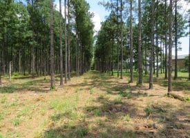13+/- Acre Estate Lot For Sale in Robeson County NC!