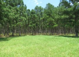13+/- Acre Estate Lot For Sale in Robeson County NC!