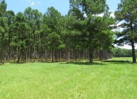 13+/- Acre Estate Lot For Sale in Robeson County NC!