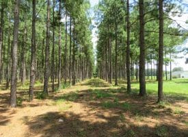 13+/- Acre Estate Lot For Sale in Robeson County NC!