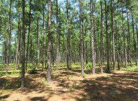 13+/- Acre Estate Lot For Sale in Robeson County NC!