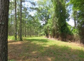 13+/- Acre Estate Lot For Sale in Robeson County NC!