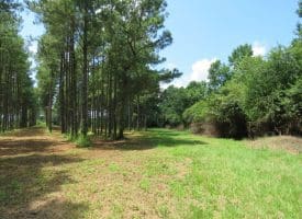 13+/- Acre Estate Lot For Sale in Robeson County NC!