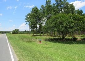 13+/- Acre Estate Lot For Sale in Robeson County NC!