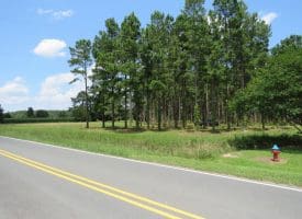 13+/- Acre Estate Lot For Sale in Robeson County NC!