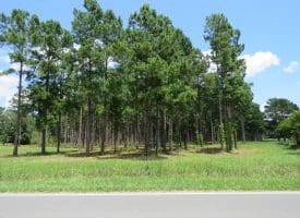 13+/- Acre Estate Lot For Sale in Robeson County NC!