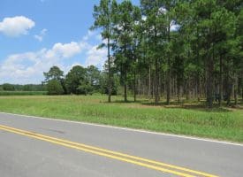 13+/- Acre Estate Lot For Sale in Robeson County NC!