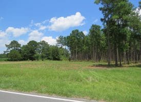 13+/- Acre Estate Lot For Sale in Robeson County NC!