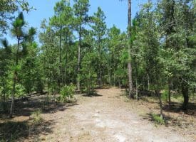121+/- Acres With Home For Sale in Brunswick County NC!
