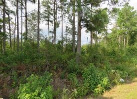 30+/- Acres of Land For Sale in Robeson County NC!