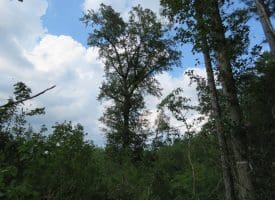 30+/- Acres of Land For Sale in Robeson County NC!
