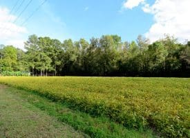 Tract 7-1.16 Acres Bill Hooks Rd Whiteville, NC