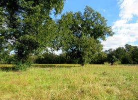 14.65+/- Acres of Farm Land For Sale in Columbus County NC Tract 1