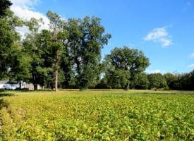 14.65+/- Acres of Farm Land For Sale in Columbus County NC Tract 1