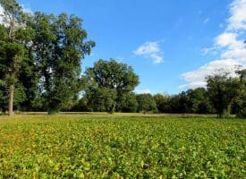 14.65+/- Acres of Farm Land For Sale in Columbus County NC Tract 1