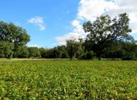 14.65+/- Acres of Farm Land For Sale in Columbus County NC Tract 1