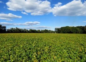 14.65+/- Acres of Farm Land For Sale in Columbus County NC Tract 1