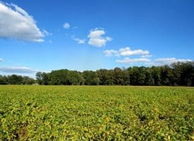 14.65+/- Acres of Farm Land For Sale in Columbus County NC Tract 1