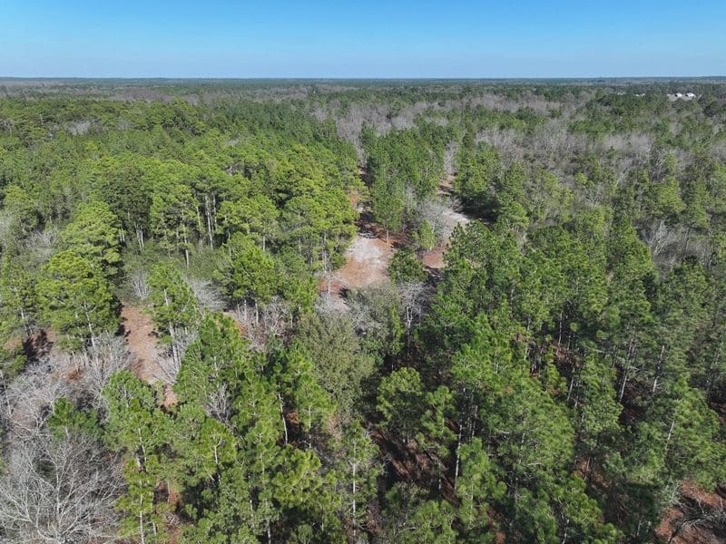 81+/ Acres of Hunting and Timber Land For Sale In Sampson County, NC