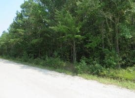 SOLD!! 41+/- Acres of Farm, Timber, and Hunting Land  in Robeson County NC