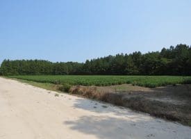 SOLD!! 41+/- Acres of Farm, Timber, and Hunting Land  in Robeson County NC