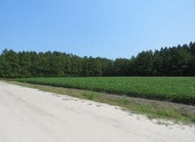 SOLD!! 41+/- Acres of Farm, Timber, and Hunting Land  in Robeson County NC