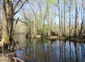 65+/- Acres of Riverfront Hunting Land For Sale in Cumberland County North Carolina!