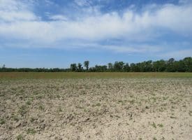 9+/- Acres of Land For Sale in Robeson County NC!