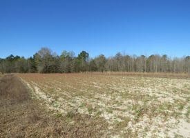 65+/- Acres of Riverfront Hunting Land For Sale in Cumberland County North Carolina!