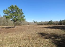 65+/- Acres of Riverfront Hunting Land For Sale in Cumberland County North Carolina!