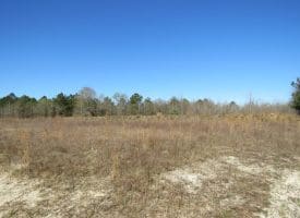 65+/- Acres of Riverfront Hunting Land For Sale in Cumberland County North Carolina!