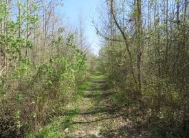 65+/- Acres of Riverfront Hunting Land For Sale in Cumberland County North Carolina!