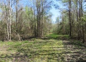 65+/- Acres of Riverfront Hunting Land For Sale in Cumberland County North Carolina!