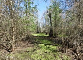 65+/- Acres of Riverfront Hunting Land For Sale in Cumberland County North Carolina!