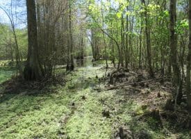 65+/- Acres of Riverfront Hunting Land For Sale in Cumberland County North Carolina!