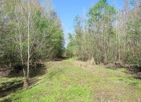 65+/- Acres of Riverfront Hunting Land For Sale in Cumberland County North Carolina!