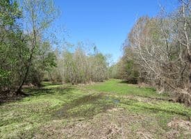 65+/- Acres of Riverfront Hunting Land For Sale in Cumberland County North Carolina!