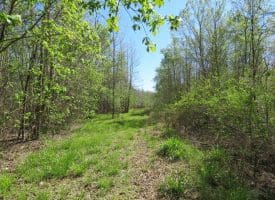 65+/- Acres of Riverfront Hunting Land For Sale in Cumberland County North Carolina!