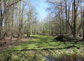 65+/- Acres of Riverfront Hunting Land For Sale in Cumberland County North Carolina!