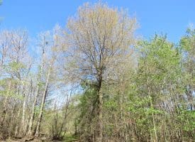 65+/- Acres of Riverfront Hunting Land For Sale in Cumberland County North Carolina!