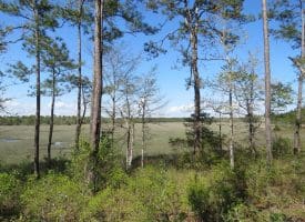 .46+/- Acre Residential Lot For Sale in Brunswick County NC!