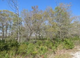 .47 +/- Acre Lot For Sale in Brunswick County NC!