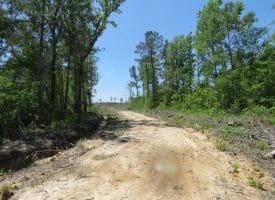 SOLD! 65 +/- Acres of Timber and Hunting Land For Sale in Columbus County NC!