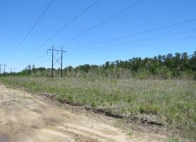 SOLD! 65 +/- Acres of Timber and Hunting Land For Sale in Columbus County NC!