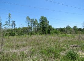 SOLD! 65 +/- Acres of Timber and Hunting Land For Sale in Columbus County NC!