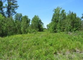 65 +/- Acres of Timber and Hunting Land For Sale in Columbus County NC!