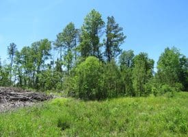 SOLD! 65 +/- Acres of Timber and Hunting Land For Sale in Columbus County NC!