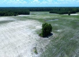 71 +/- Acre Farm Marietta Road Robeson County, NC